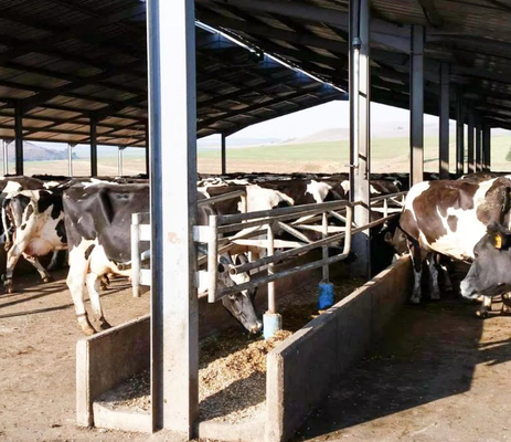 Construcción prefabricada moderna de estructura de acero ligero para la ganadería de aves de corral Cochos de pollo Granjas de ganado